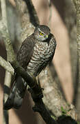 Eurasian Sparrowhawk