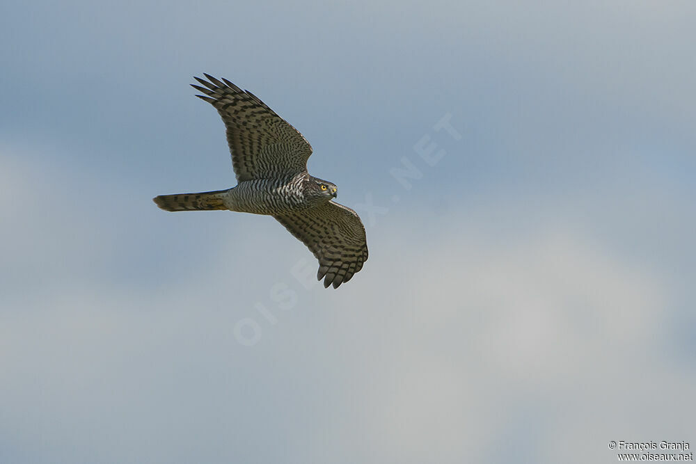 Eurasian Sparrowhawkadult