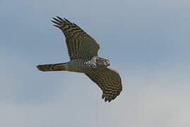 Eurasian Sparrowhawk