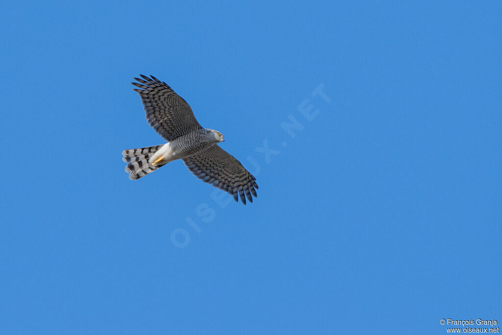 Eurasian Sparrowhawk female adult