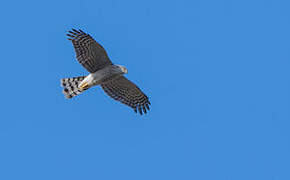 Eurasian Sparrowhawk