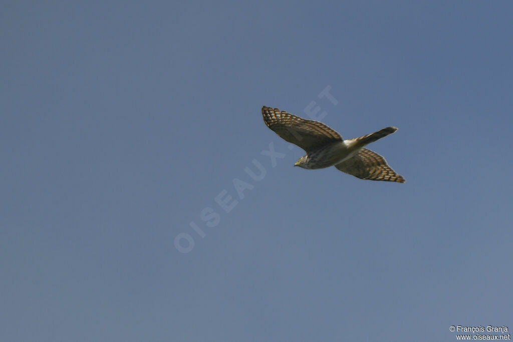 Cooper's Hawk