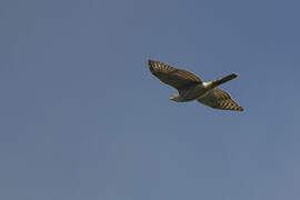 Cooper's Hawk