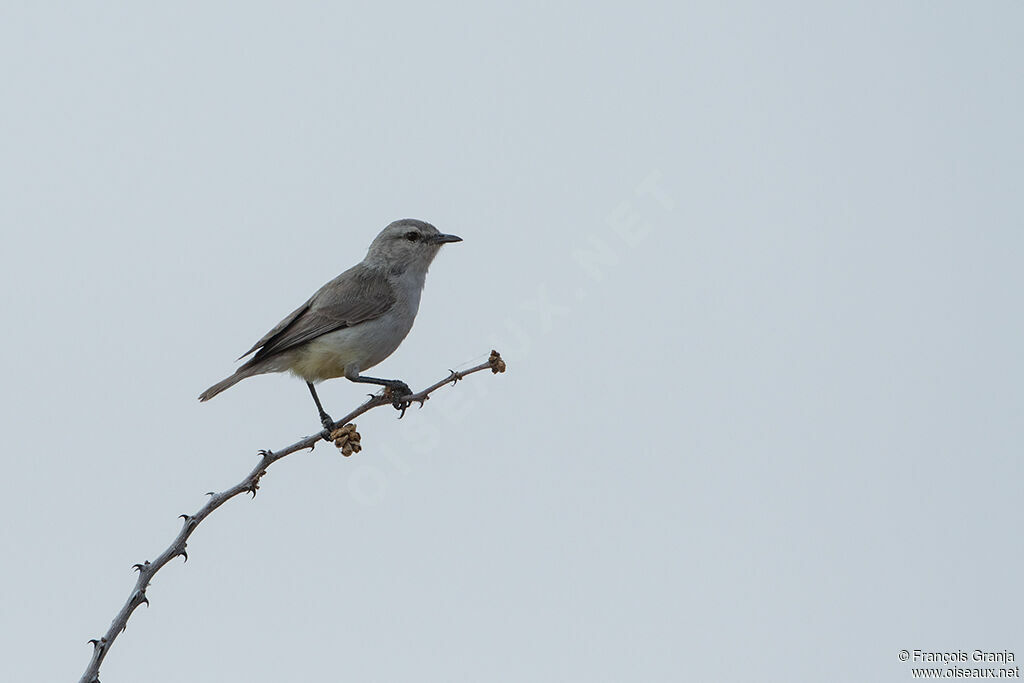 Yellow-bellied Eremomela