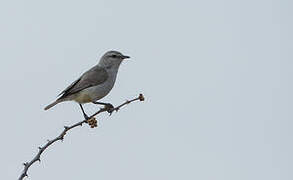 Yellow-bellied Eremomela