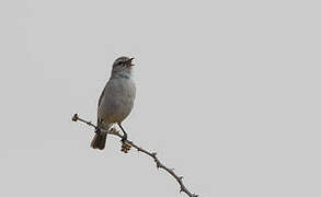 Yellow-bellied Eremomela