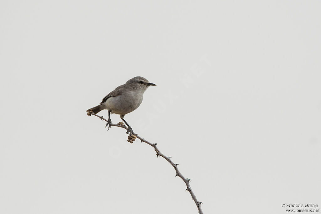 Yellow-bellied Eremomela