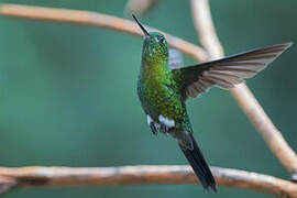 Sapphire-vented Puffleg