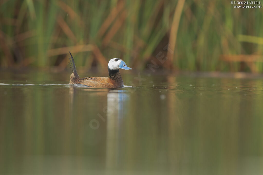 White-headed Duck