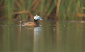 White-headed Duck