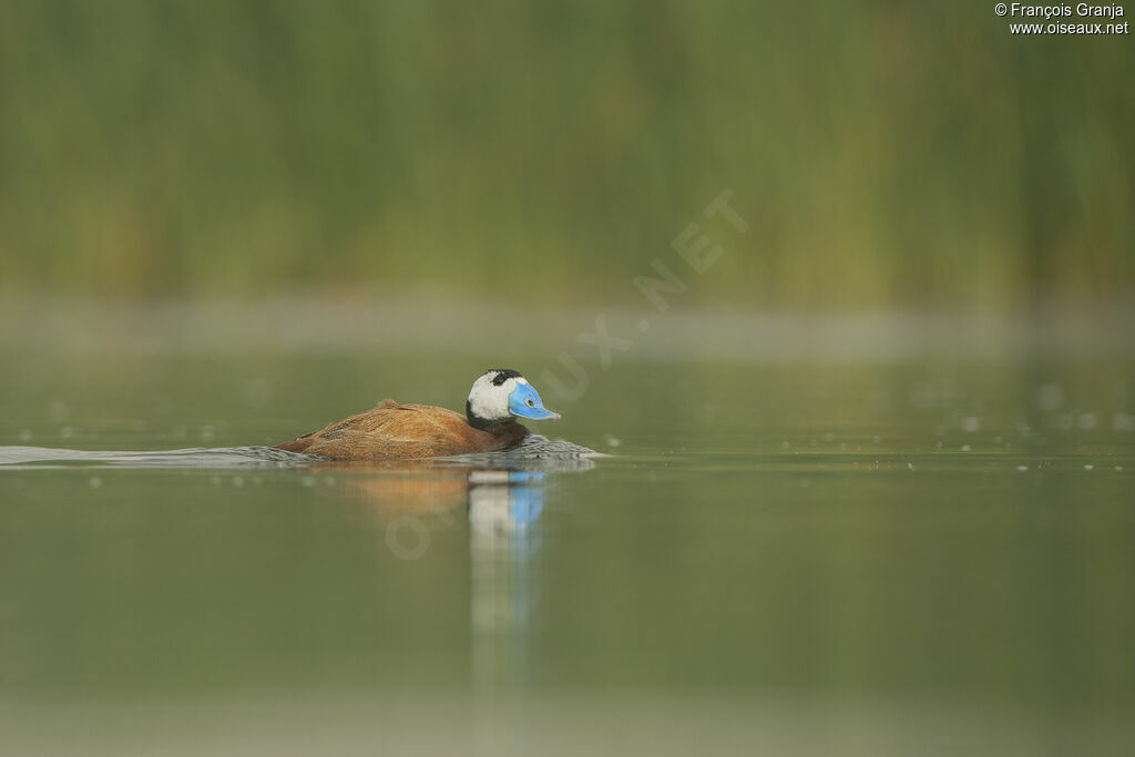 White-headed Duck male