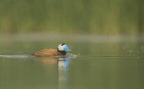 White-headed Duck