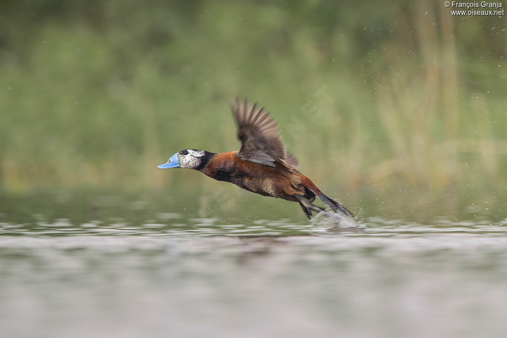 White-headed Duck