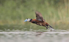 White-headed Duck