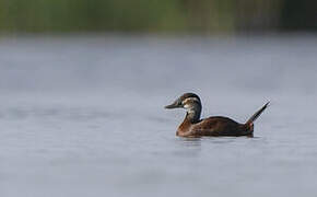 White-headed Duck