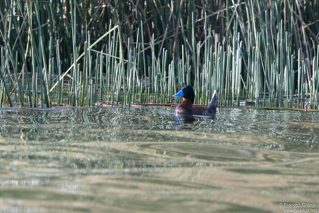 Andean Duck