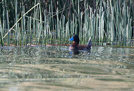 Andean Duck