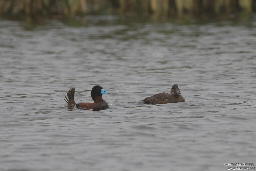 Andean Duckadult