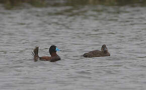 Andean Duck