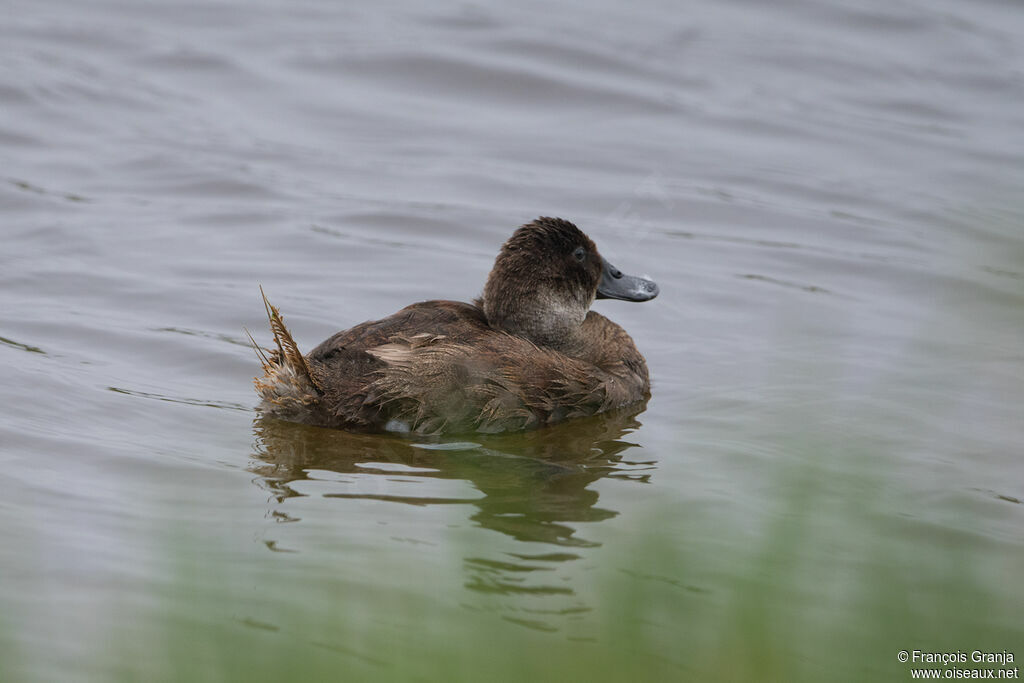 Andean Duck