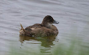 Andean Duck