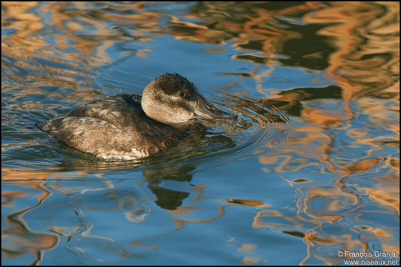 Ruddy Duck female adult