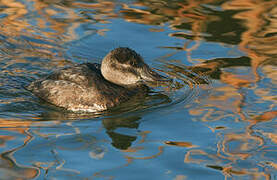 Ruddy Duck