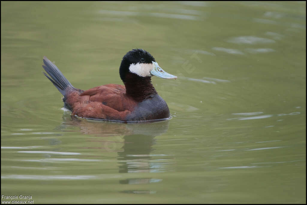 Ruddy Duck male adult breeding, identification