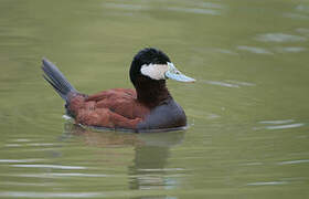 Ruddy Duck