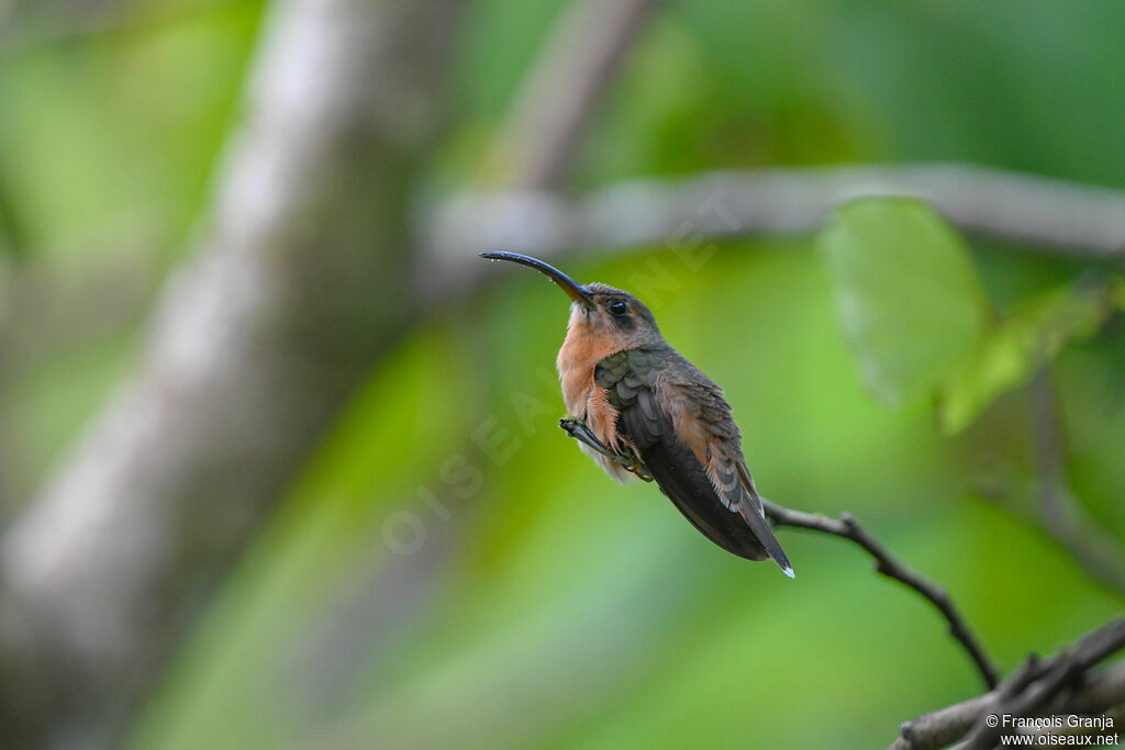 Stripe-throated Hermit