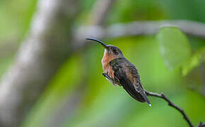 Stripe-throated Hermit