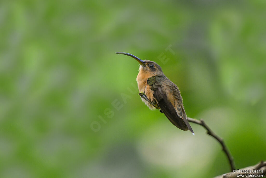 Stripe-throated Hermit