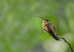 Stripe-throated Hermit