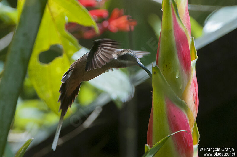 Long-billed Hermitadult