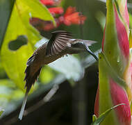 Long-billed Hermit