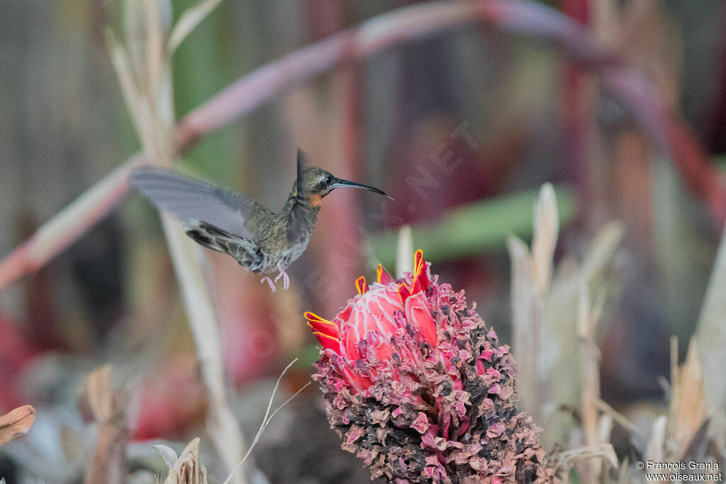 Pale-tailed Barbthroat