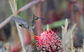 Pale-tailed Barbthroat