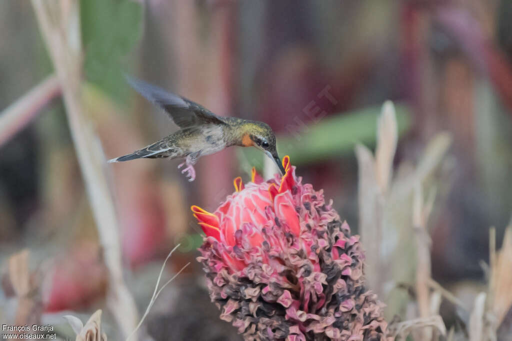 Pale-tailed Barbthroatadult, identification