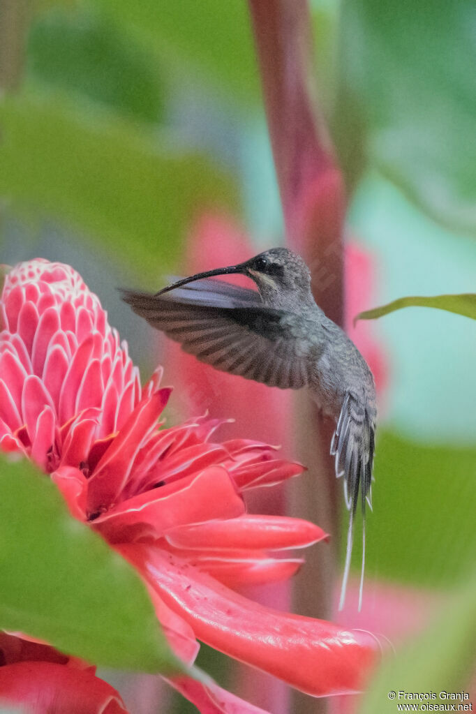 White-bearded Hermit