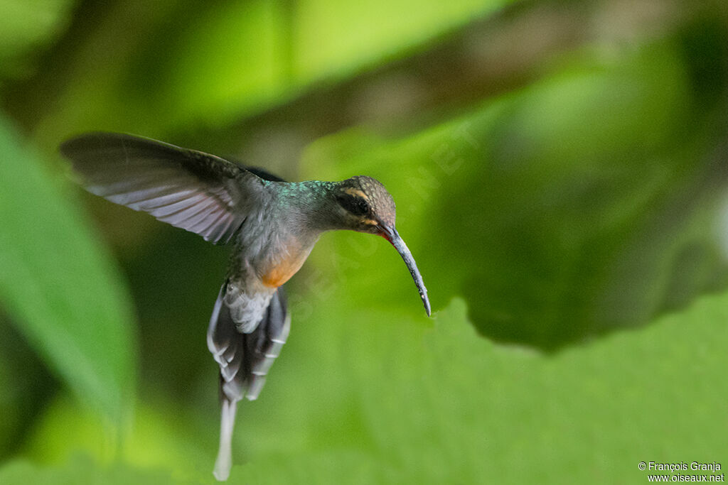 Green Hermit