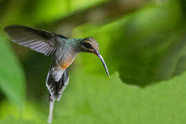 Green Hermit