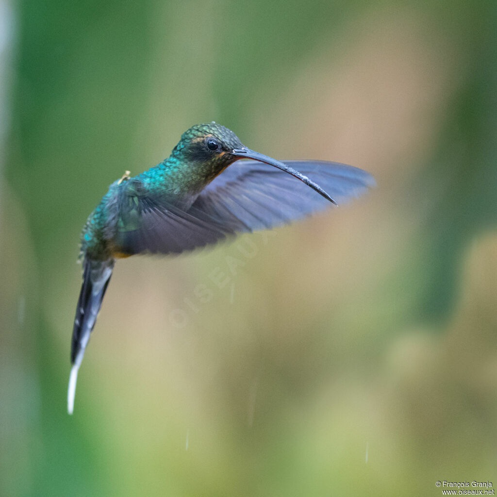 Green Hermit