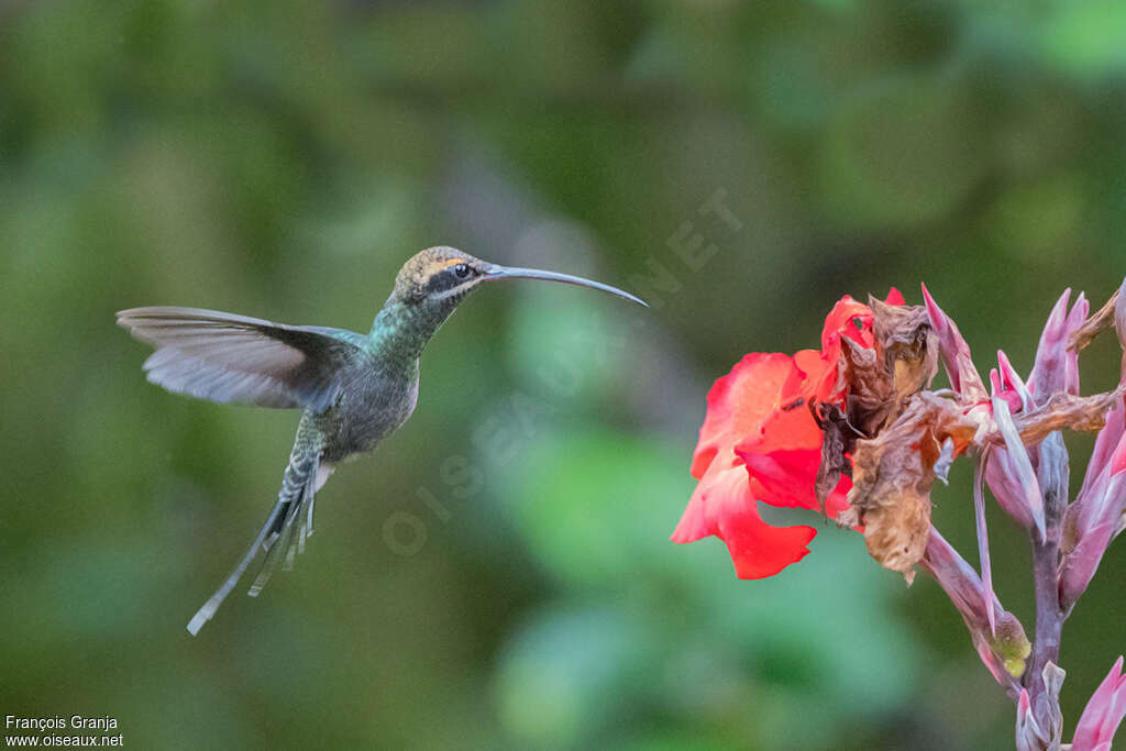 White-whiskered Hermit female adult, identification