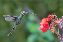 White-whiskered Hermit