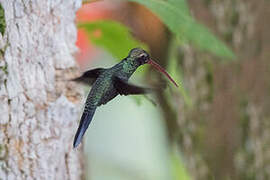 White-whiskered Hermit