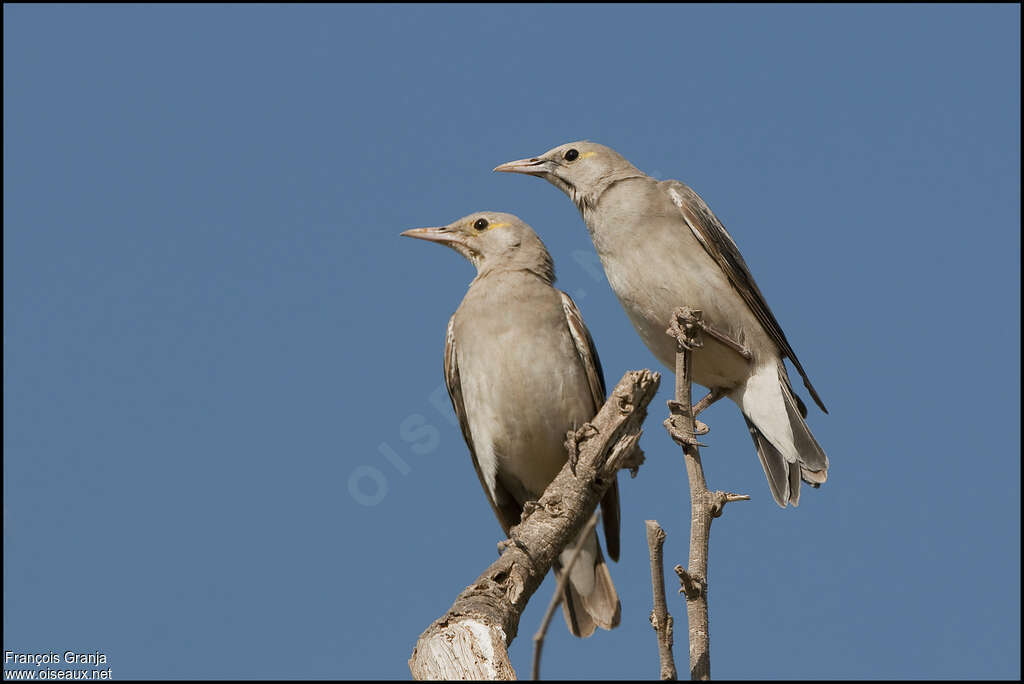 Wattled Starlingadult, pigmentation