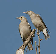 Wattled Starling