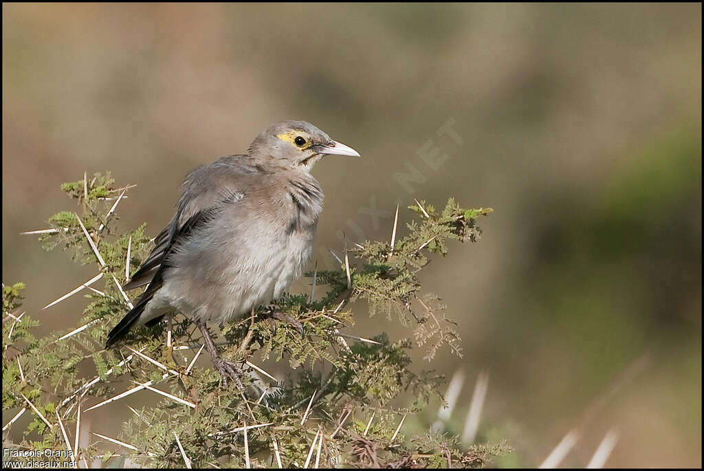 Wattled Starling female adult breeding, identification, pigmentation