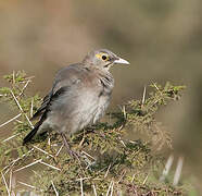 Wattled Starling