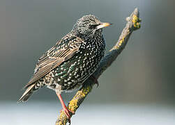 Common Starling